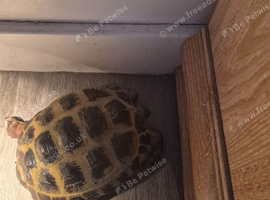 5yr old male horsefield tortoise