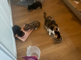 Kittens for sale