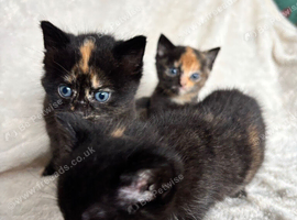 Half Bengal Kittens for sale