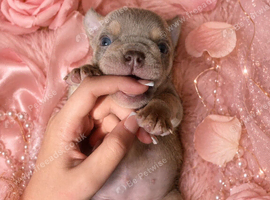 Pedigree English bulldog puppies