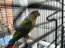 Conure for sale