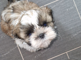 Shihtzu male puppy
