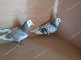 Birmingham roller pair