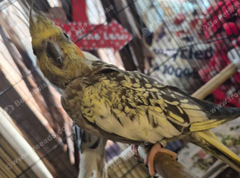 Pearl hen for new home