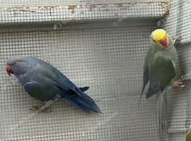Ringneck Pair
