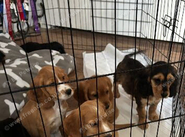 Cocker spaniel puppies