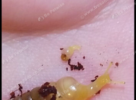 Unicorn snails