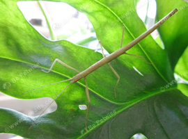Carausius Morosus - Indian Stick Insect 10-15 Nymphs. + 2x Phasmid Water Pots + Free Ivy