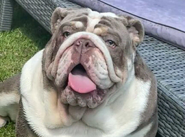 READY NOW 11 week old English Bulldogs last 2