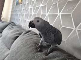 African grey parrot