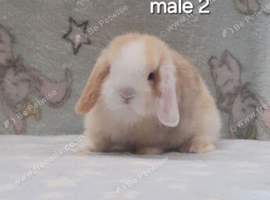 Beautiful mini lop rabbits