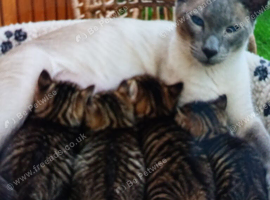 Siamese xx