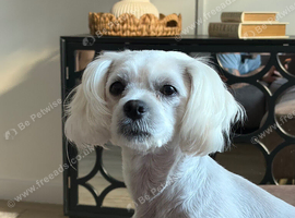 Female Maltese
