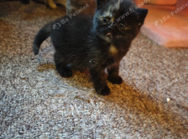Black tortie male