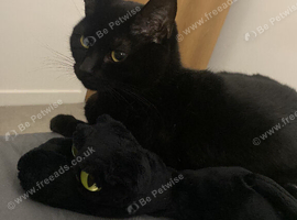 Sweet cat in London area!