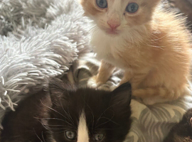 Two gorgeous males.