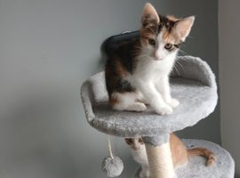 kitten