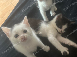 3 Black and white male kitten