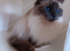Ragdoll