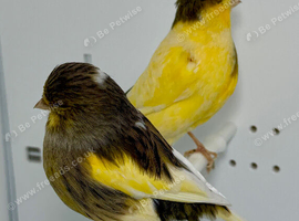 Beautiful pair of gloster canaries for sale