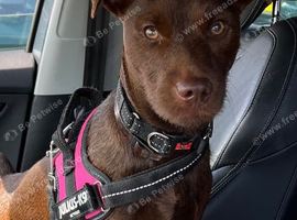 Terrier female