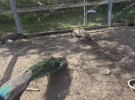 Peafowl for sale