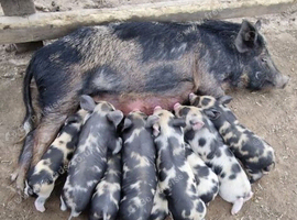 Micro piglets