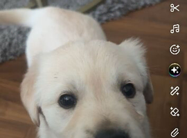 Golden Labrador pup to be rehomed