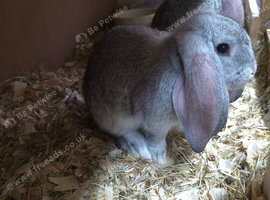 French lop rabbits