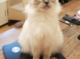 STUNNING RAGDOLL KITTENS LOOKING FOR NEW HOMES