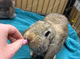 Mini Lop Bunny