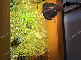 Herman&rsquo;s tortoise and table setup