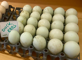 Indian runner duck fertile hatching eggs