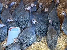 Female guinea fowl keets
