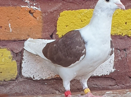 Saddle racing pigeons for sale
