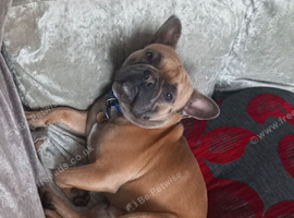 French bulldog male.