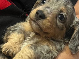 Long haired Dachshund