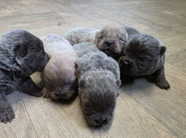 Kc Chow Chow Puppies