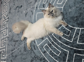 ragdoll