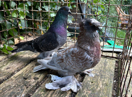 Trumpeters for sale
