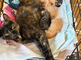Kittens for sale