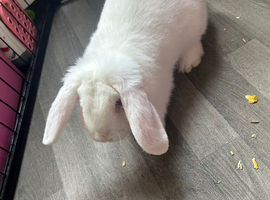 Lovely albino rabbit