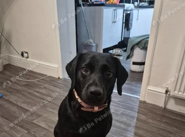 Black labrador