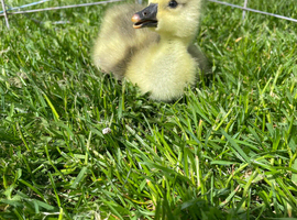 Chinese goslings
