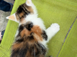 Kittens