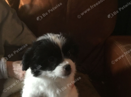 Japanese Chin/Jack Russell cross puppies for sale to good home