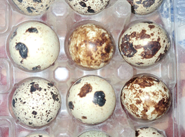 Quail hatching eggs x 12