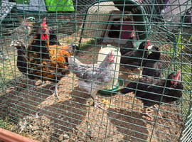 Chickens need new home