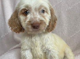Cockapoo puppies