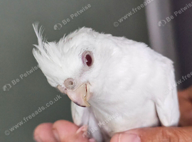 Male cockys